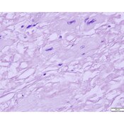 Tissue Control Slide